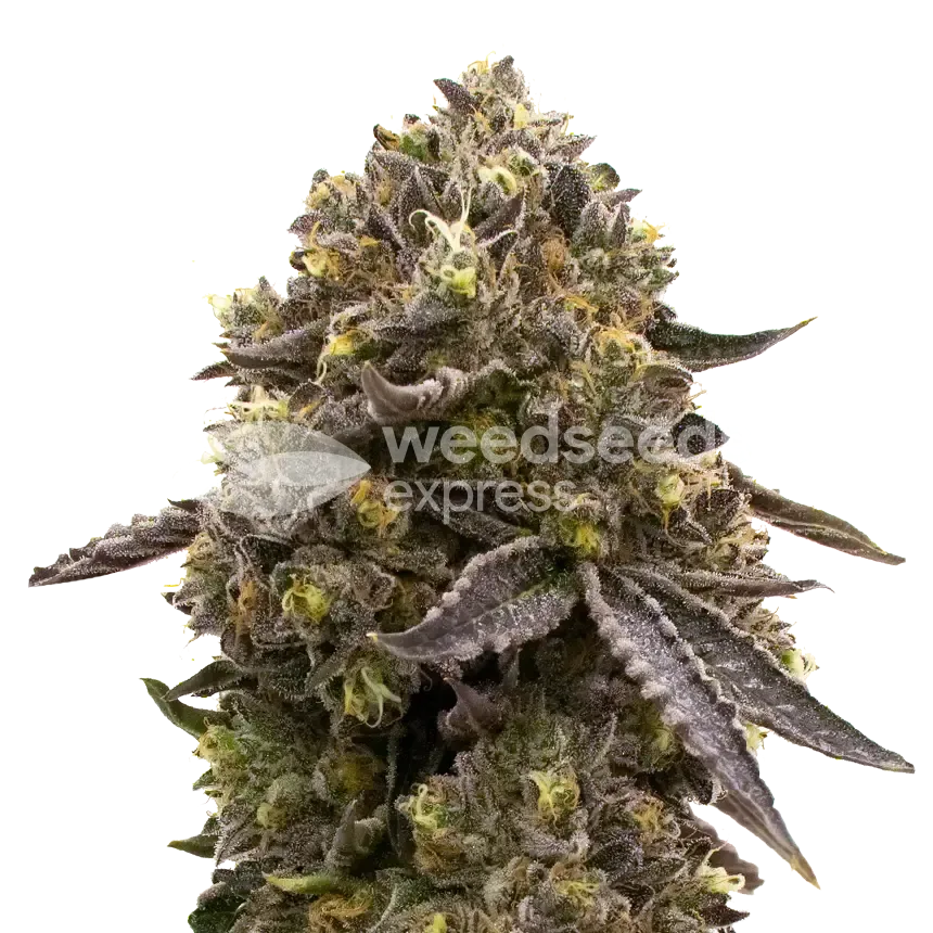 Purple Gelato Plant