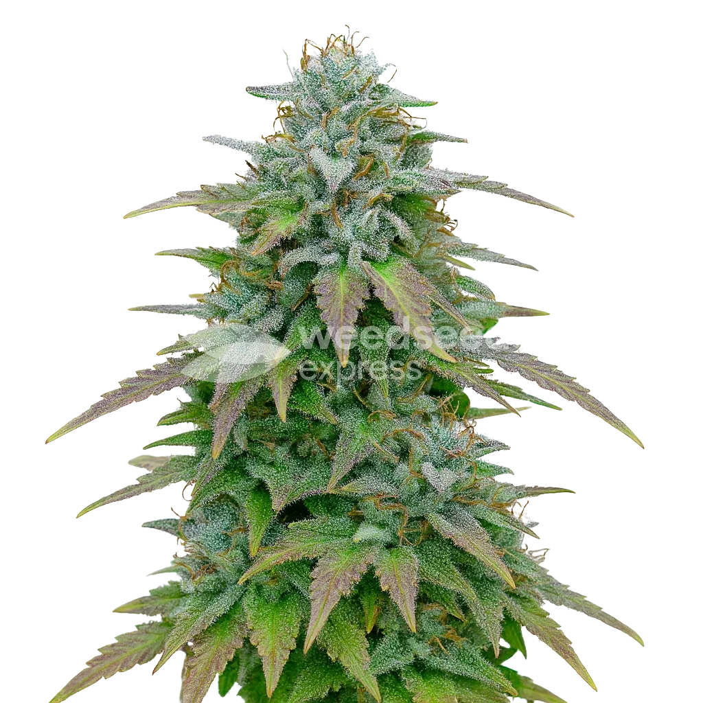 Plante de Purple Haze Auto