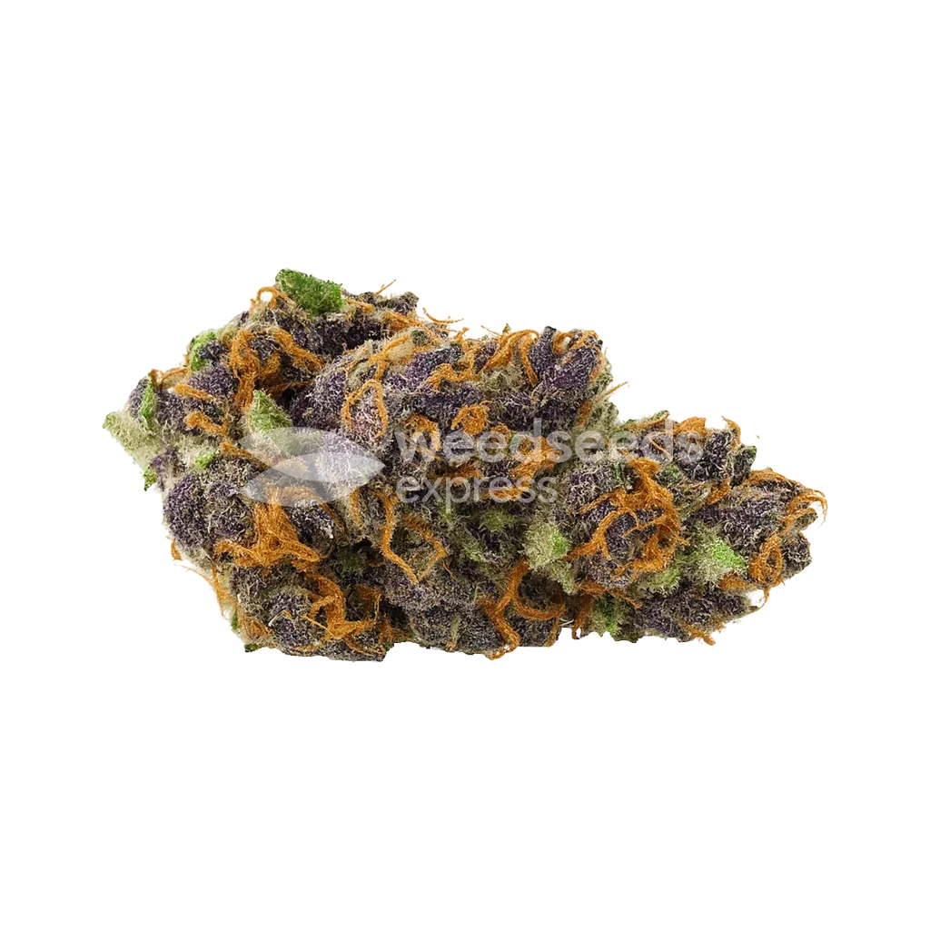 Bud de Purple Kush Auto
