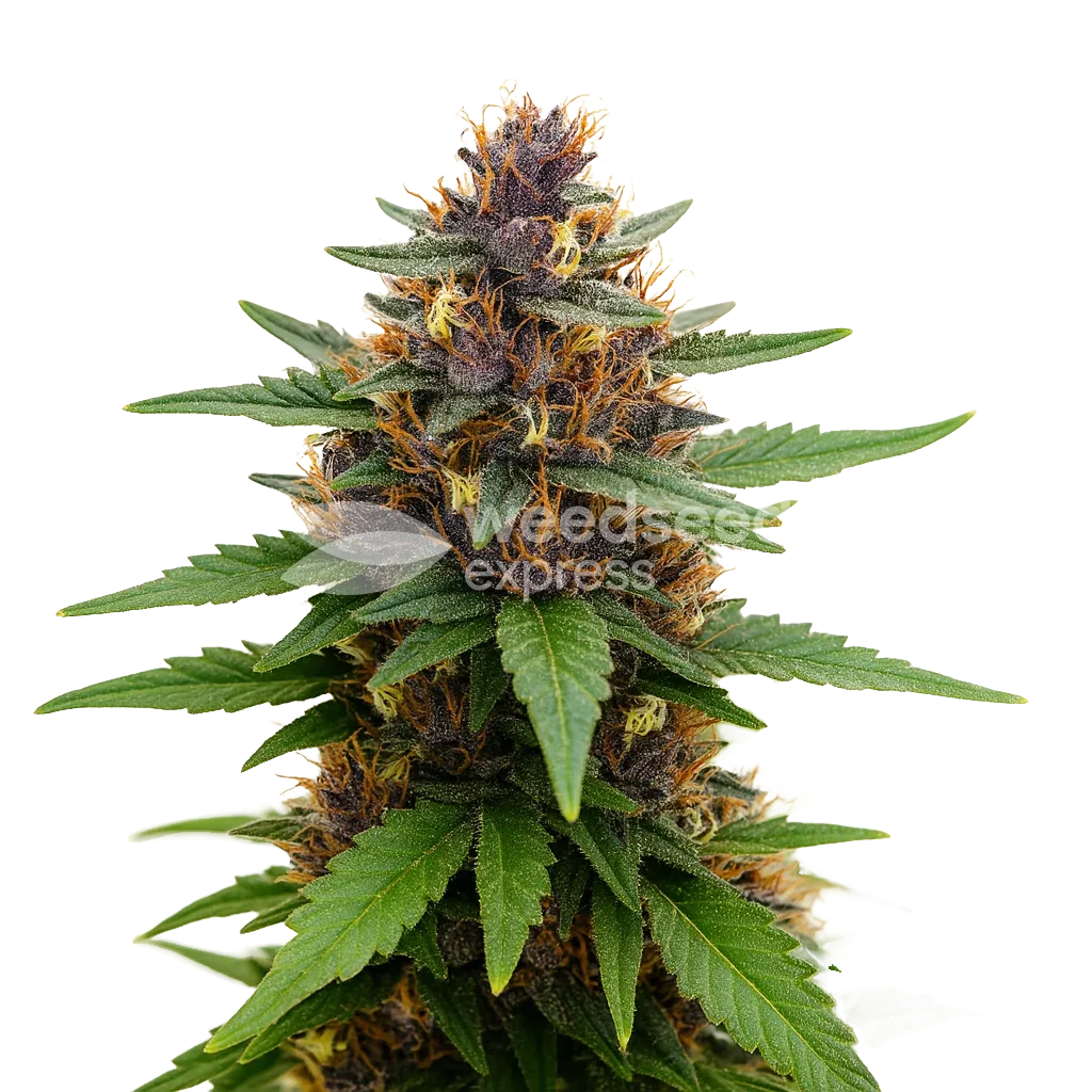 Plante de Purple Kush Auto