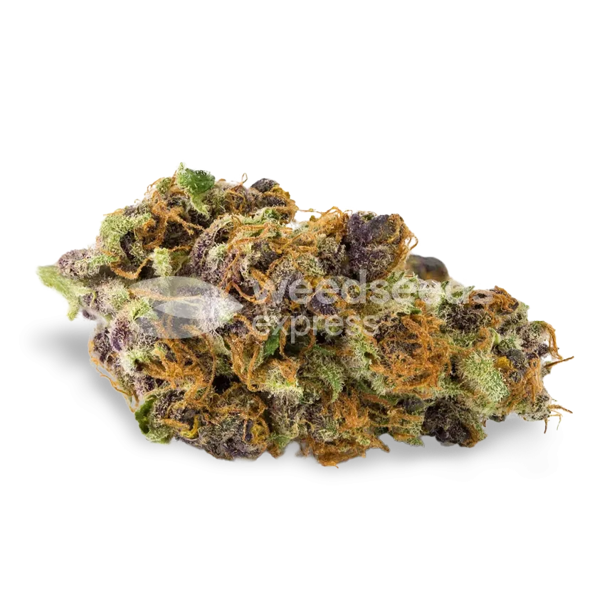 Purple Kush bud