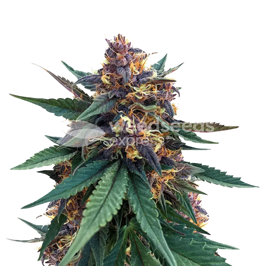 Purple Kush plant