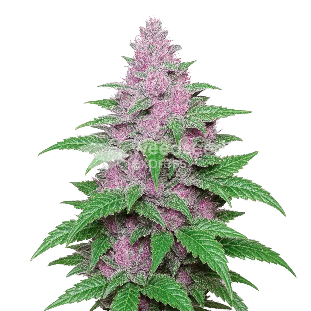 Plante de Purple Lemonade Auto