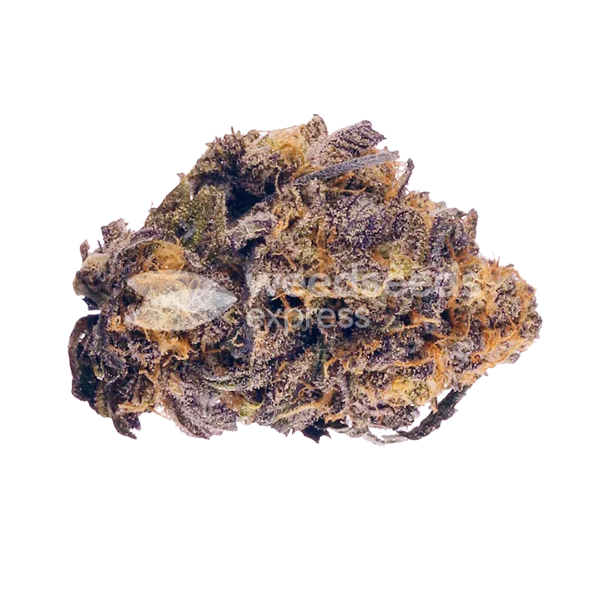 Purple Lemonade Bud