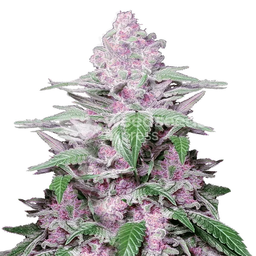 Purple Lemonade Plant
