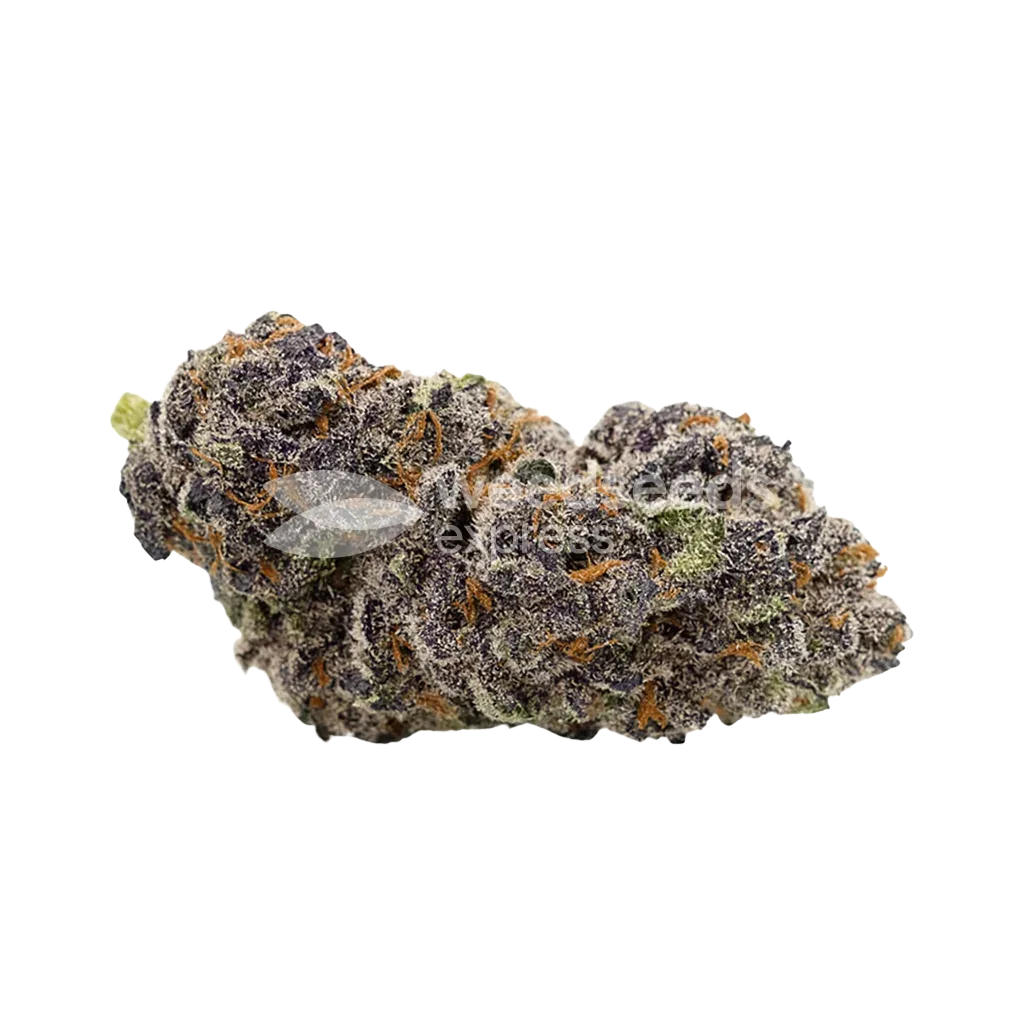 Bud de Purple Punch Auto