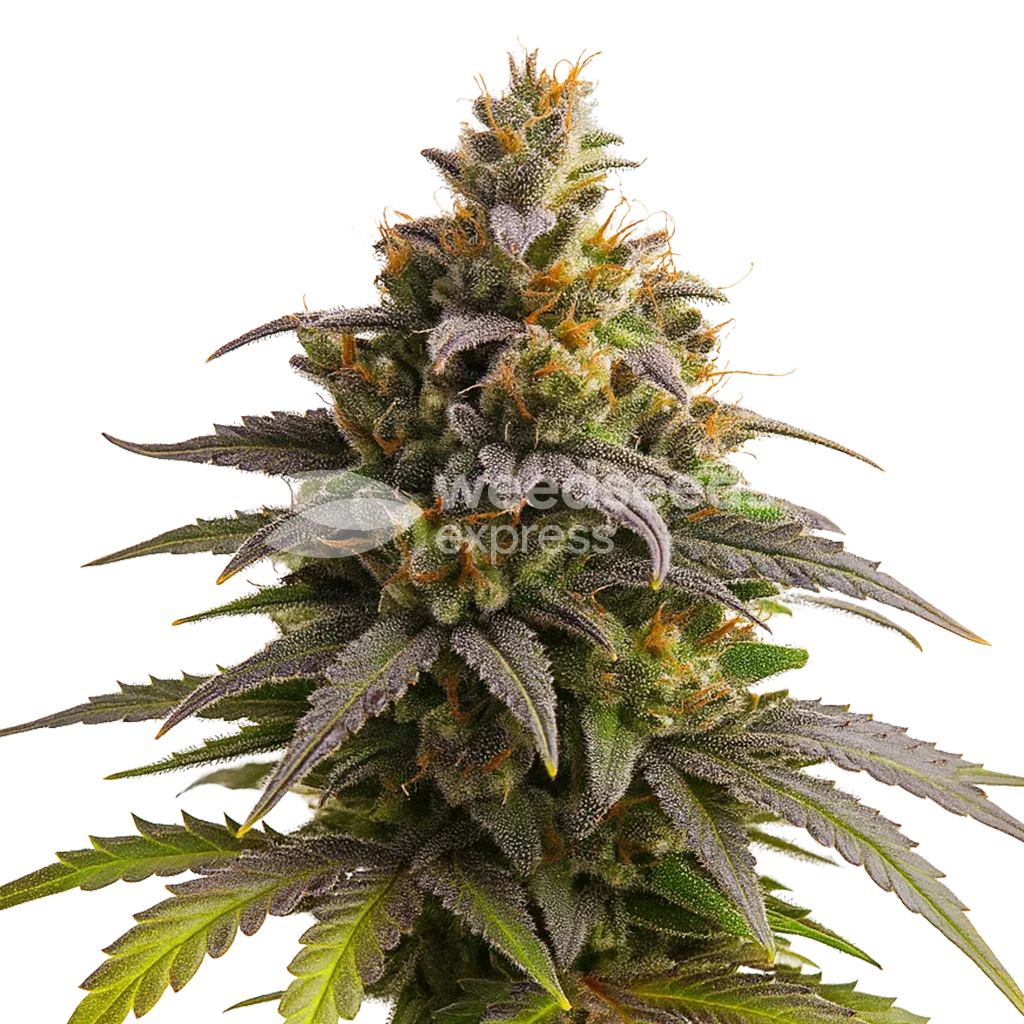 Plante de Purple Punch Auto