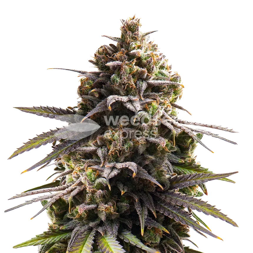 Purple Punch plant