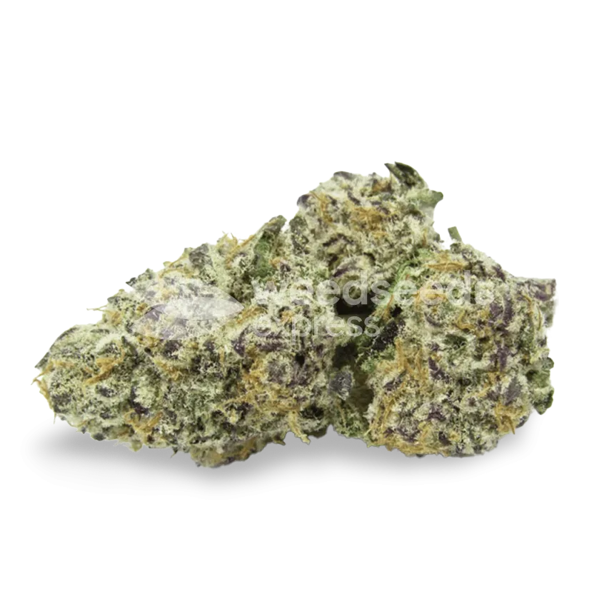 Purple Urkle bud