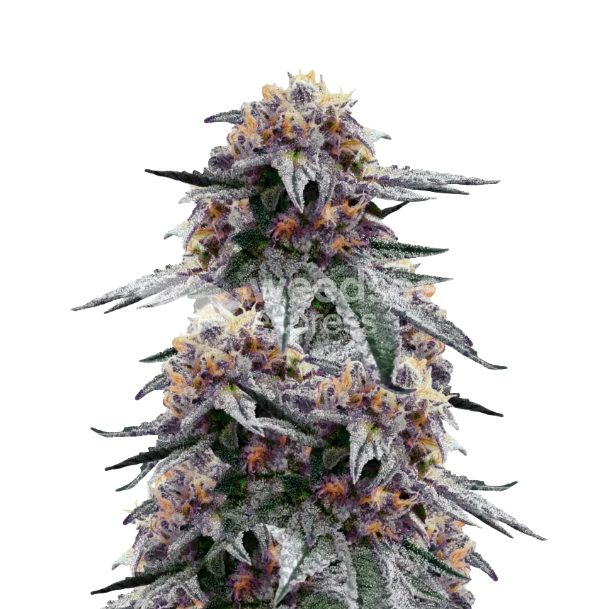 Purple Urkle plant