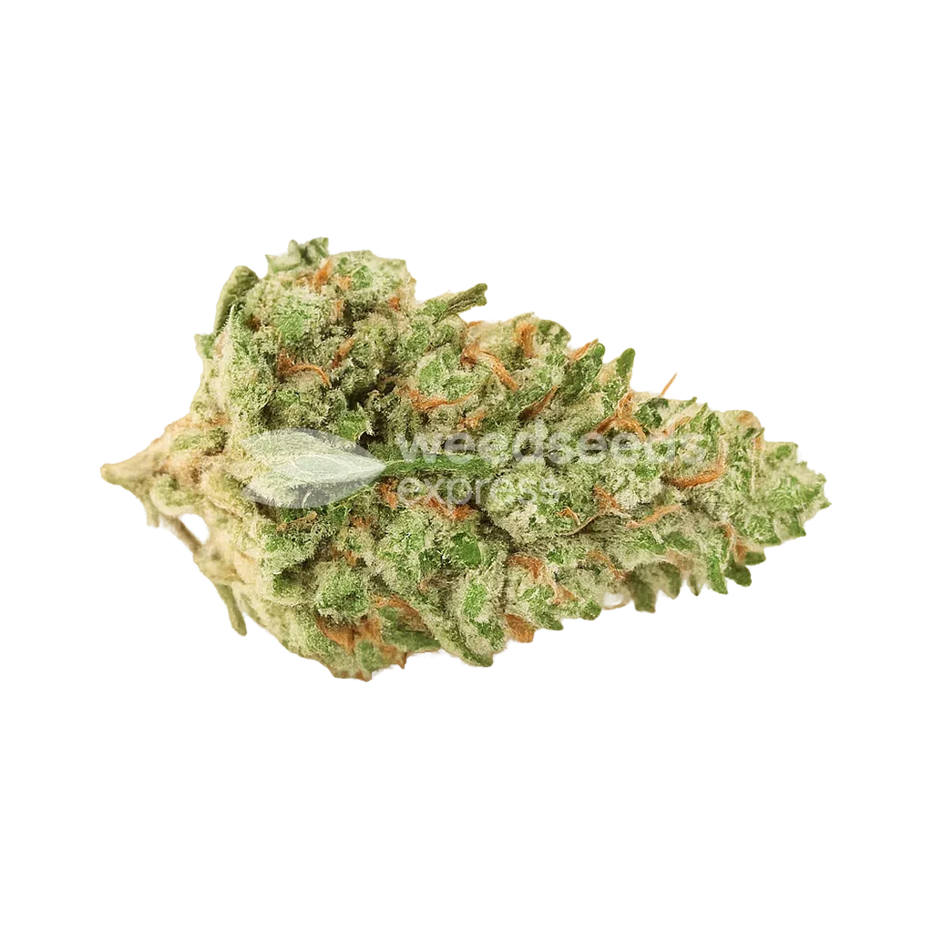 Bud de Rainbow Auto