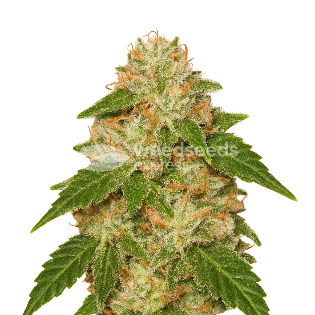 Plante de Rainbow Auto