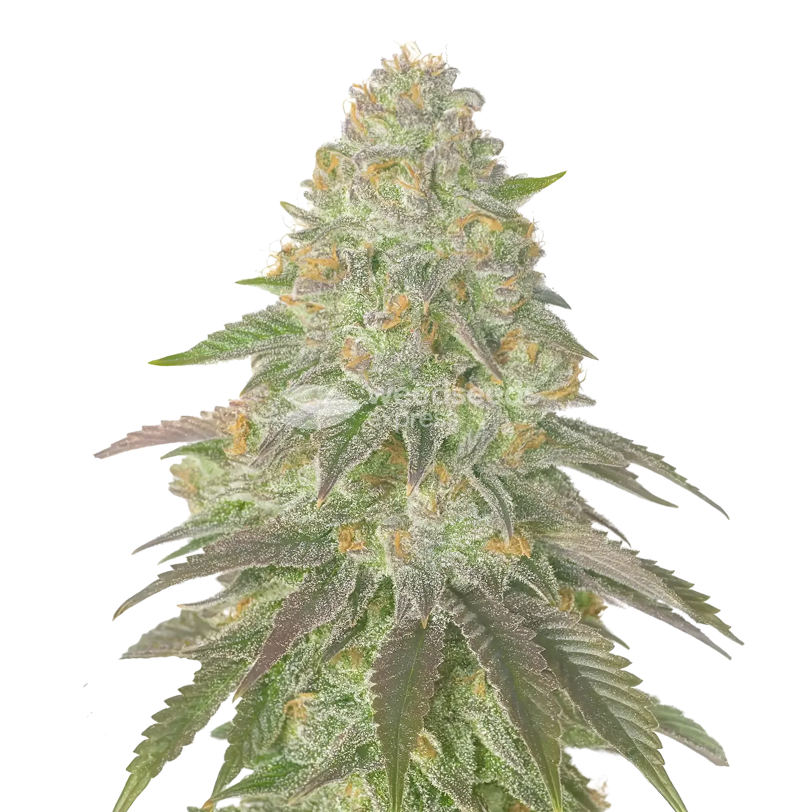 Plante de cannabis Rainbow Belts