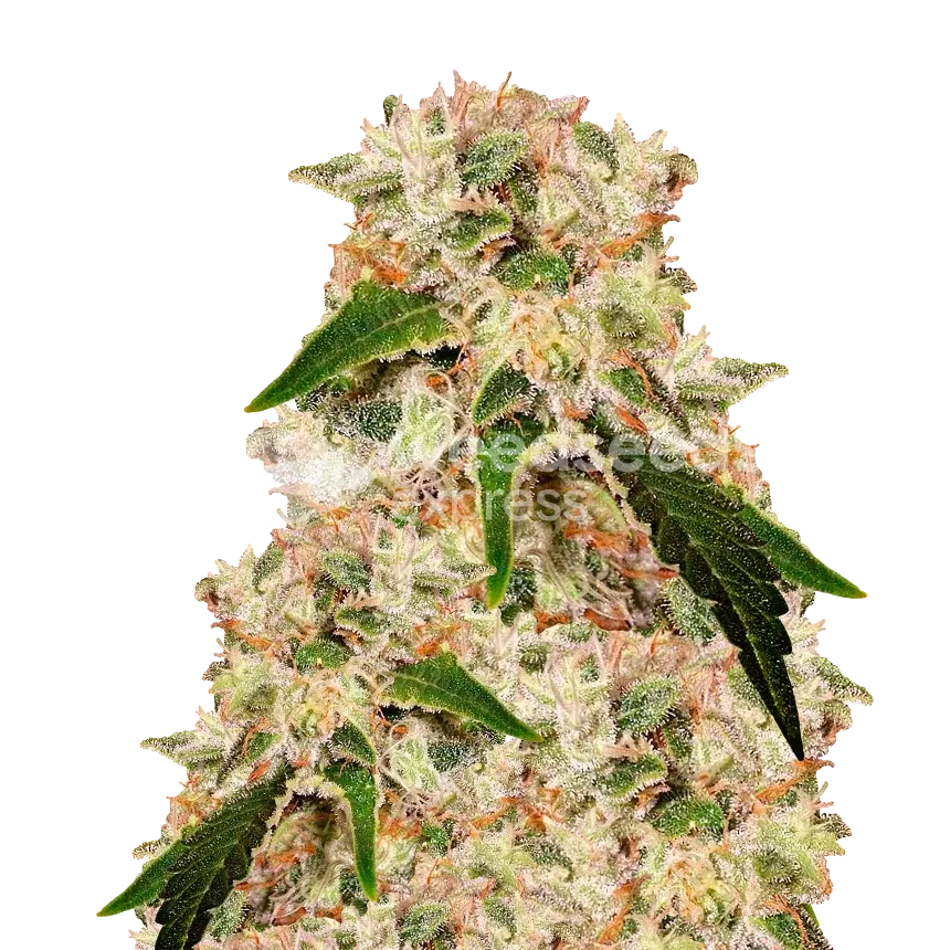 Rainbow Plant
