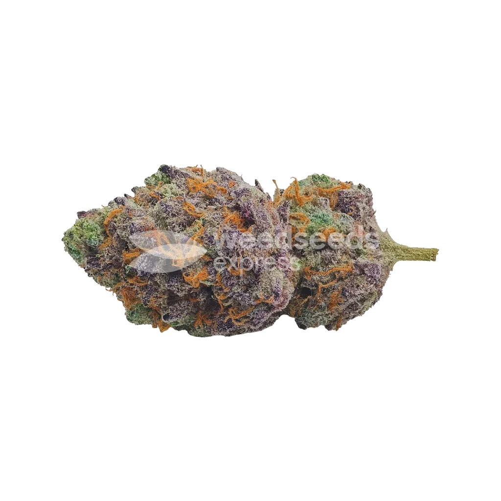 Bud de Red Devil Auto