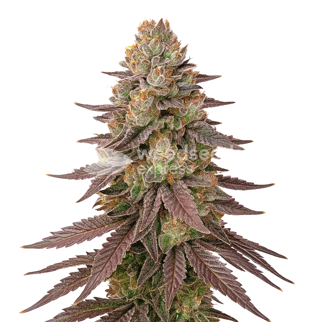 Plante de Red Devil Auto