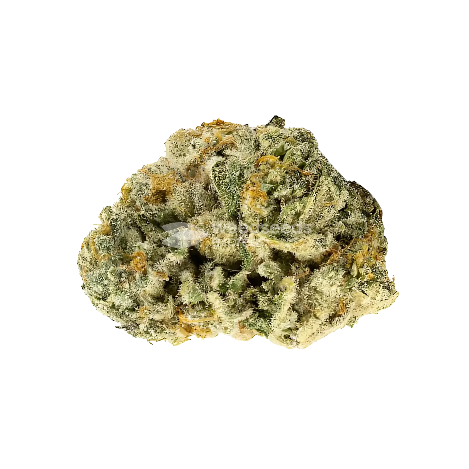 Romulan Bud