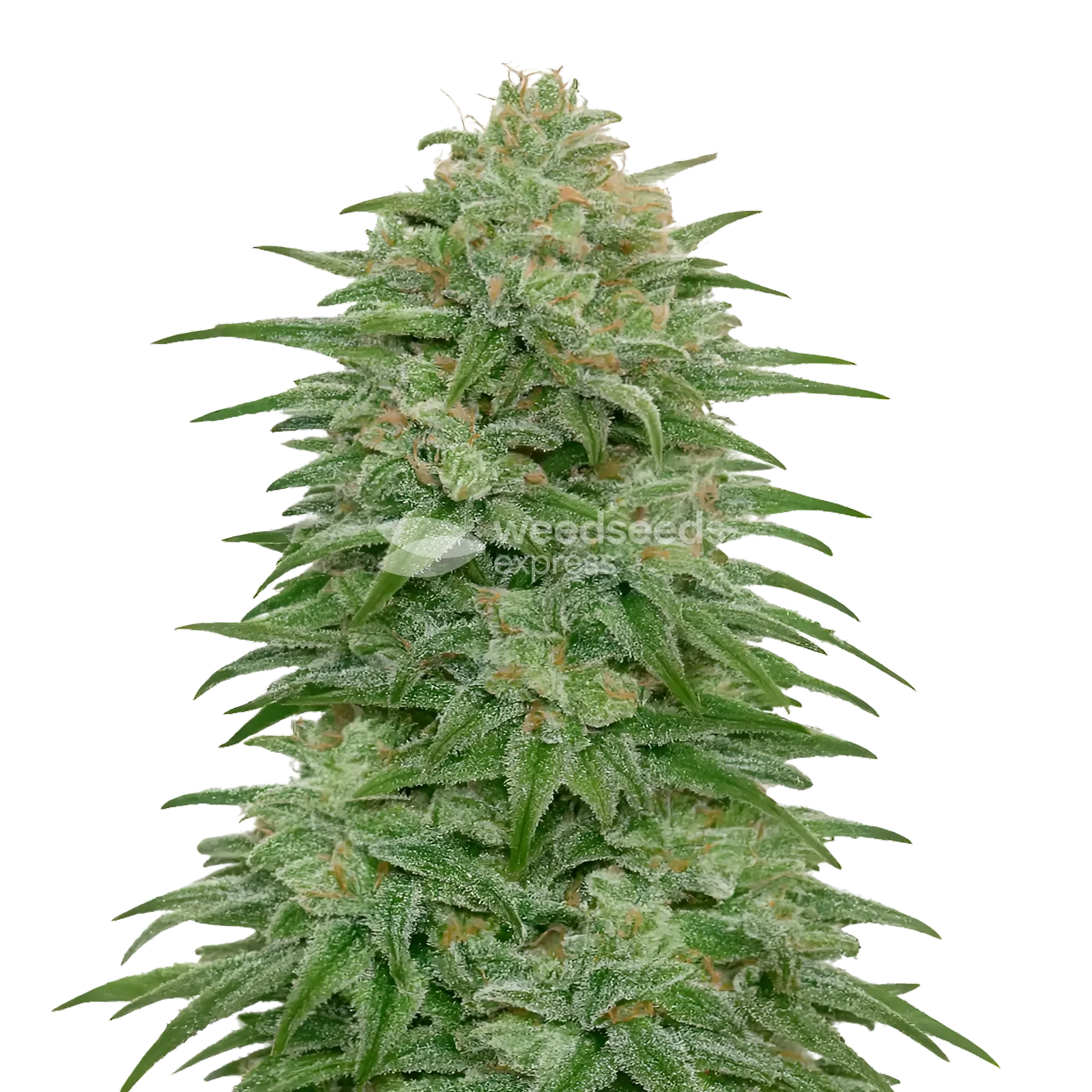 Plante de cannabis Romulan