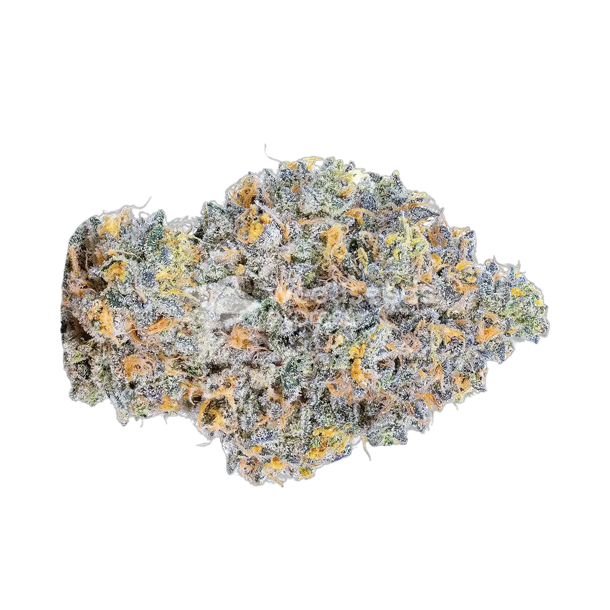 RS11 Rainbow Sherbert Bud