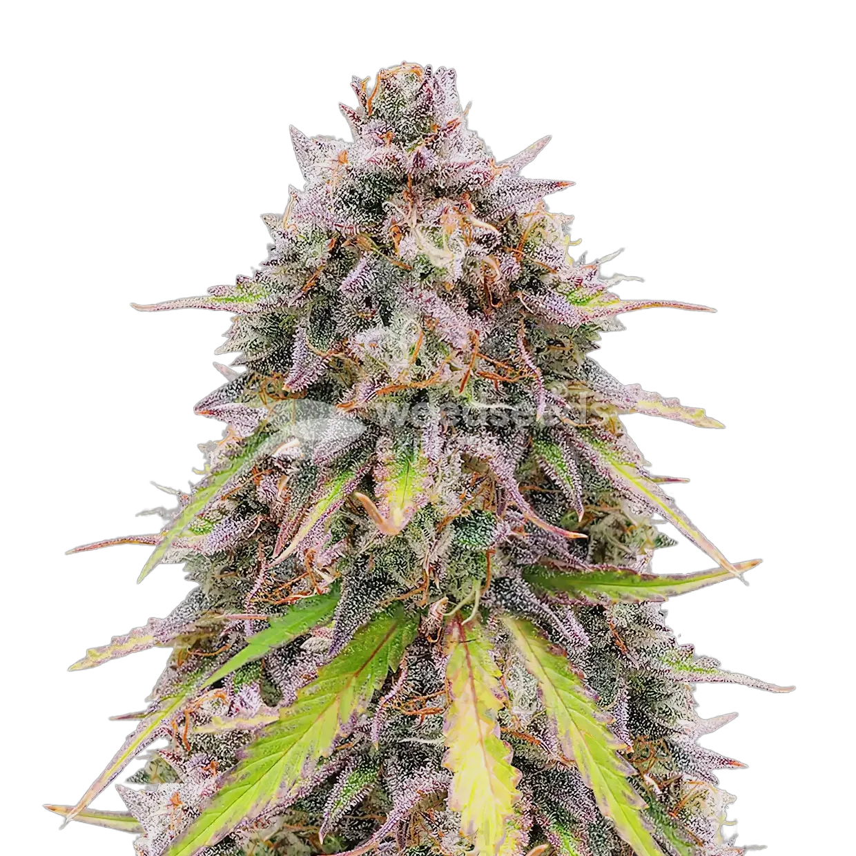 RS11 Rainbow Sherbert 11 Plante