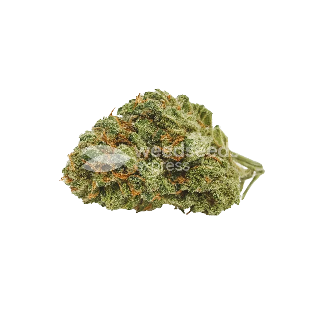 Bud de Runtz Auto