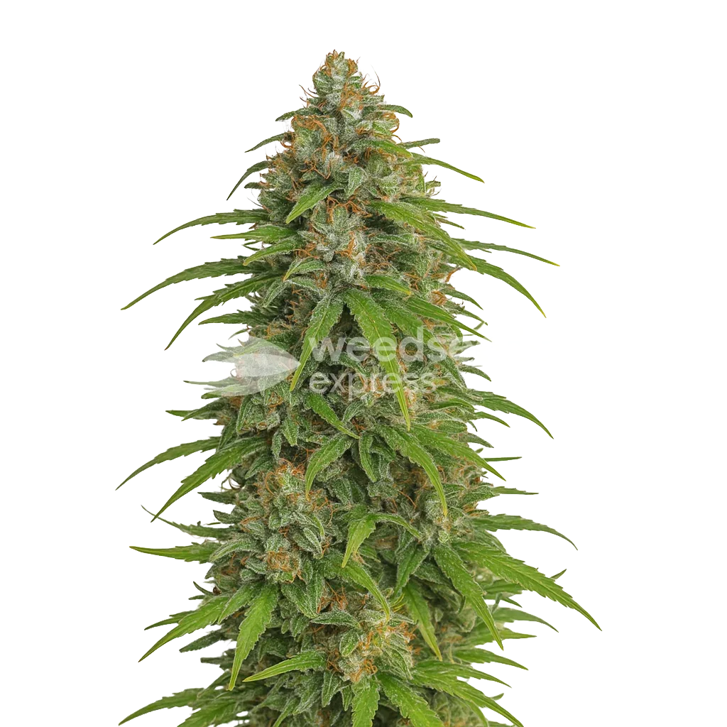 Plante de Runtz Auto