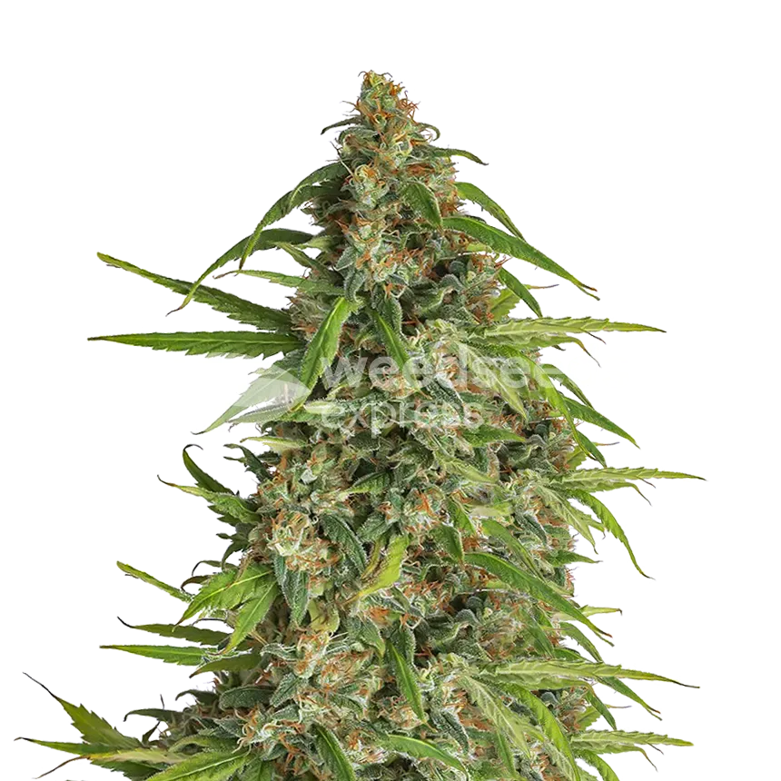 Runtz plant