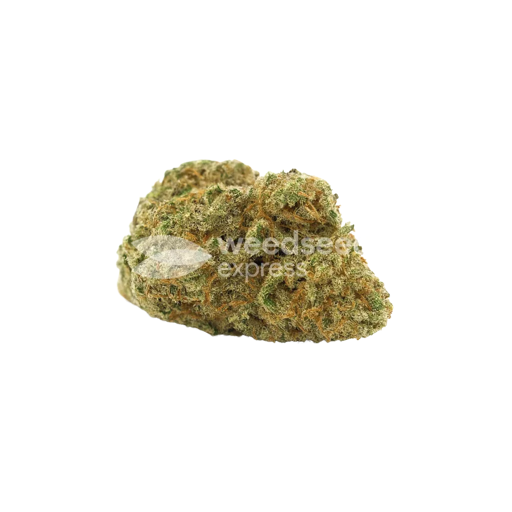 Bud de Santa Maria Auto