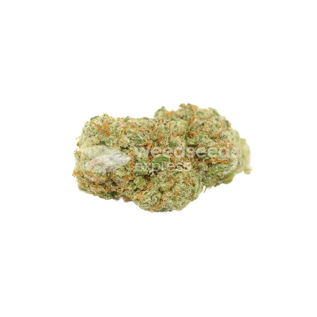Bud de Sexxpot Auto
