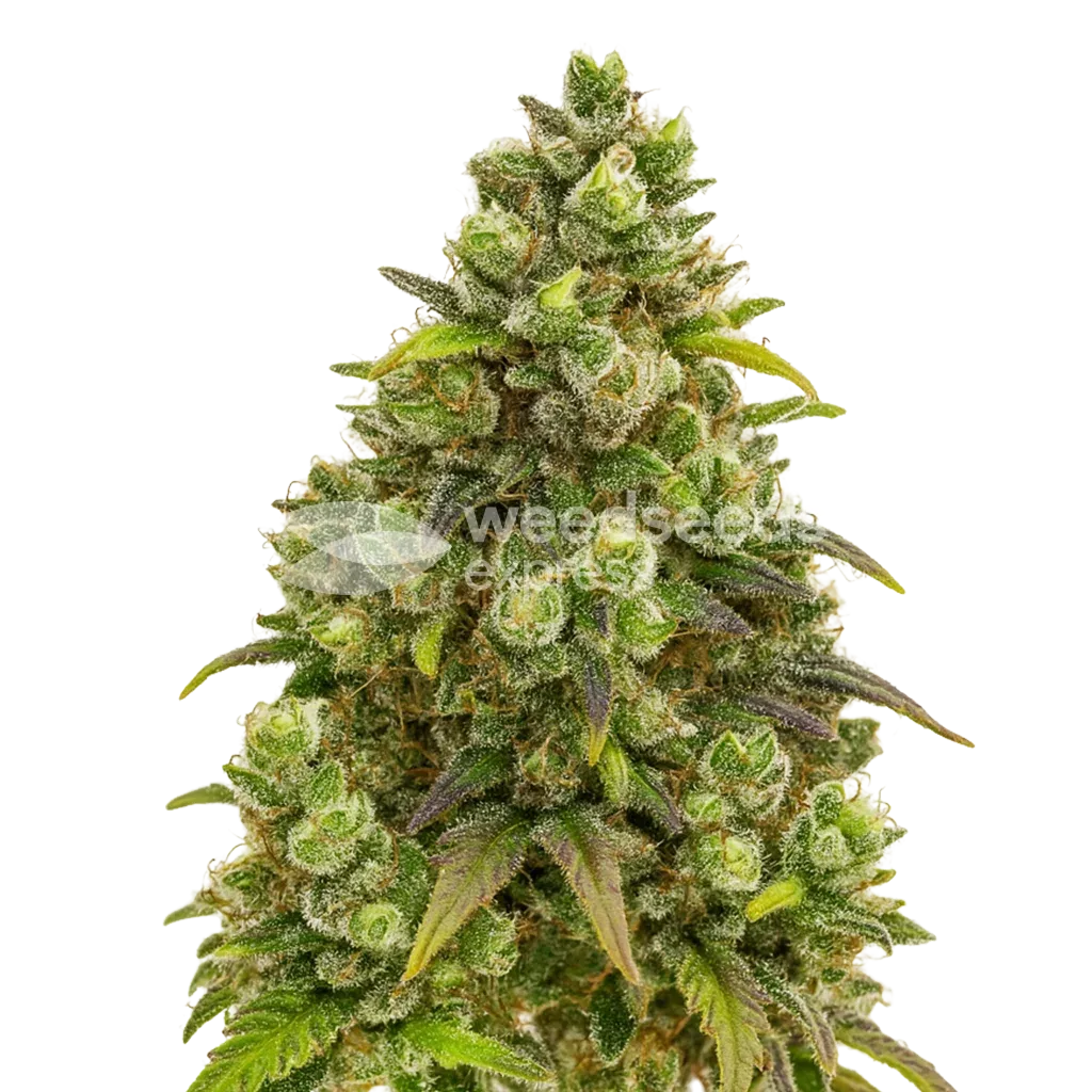 Plante de Sexxpot Auto
