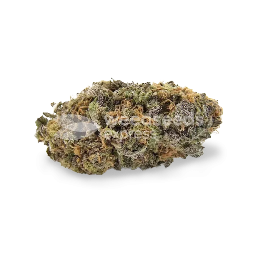 Sirius Black bud