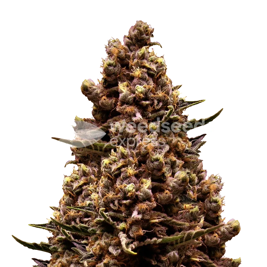 Sirius Black plant