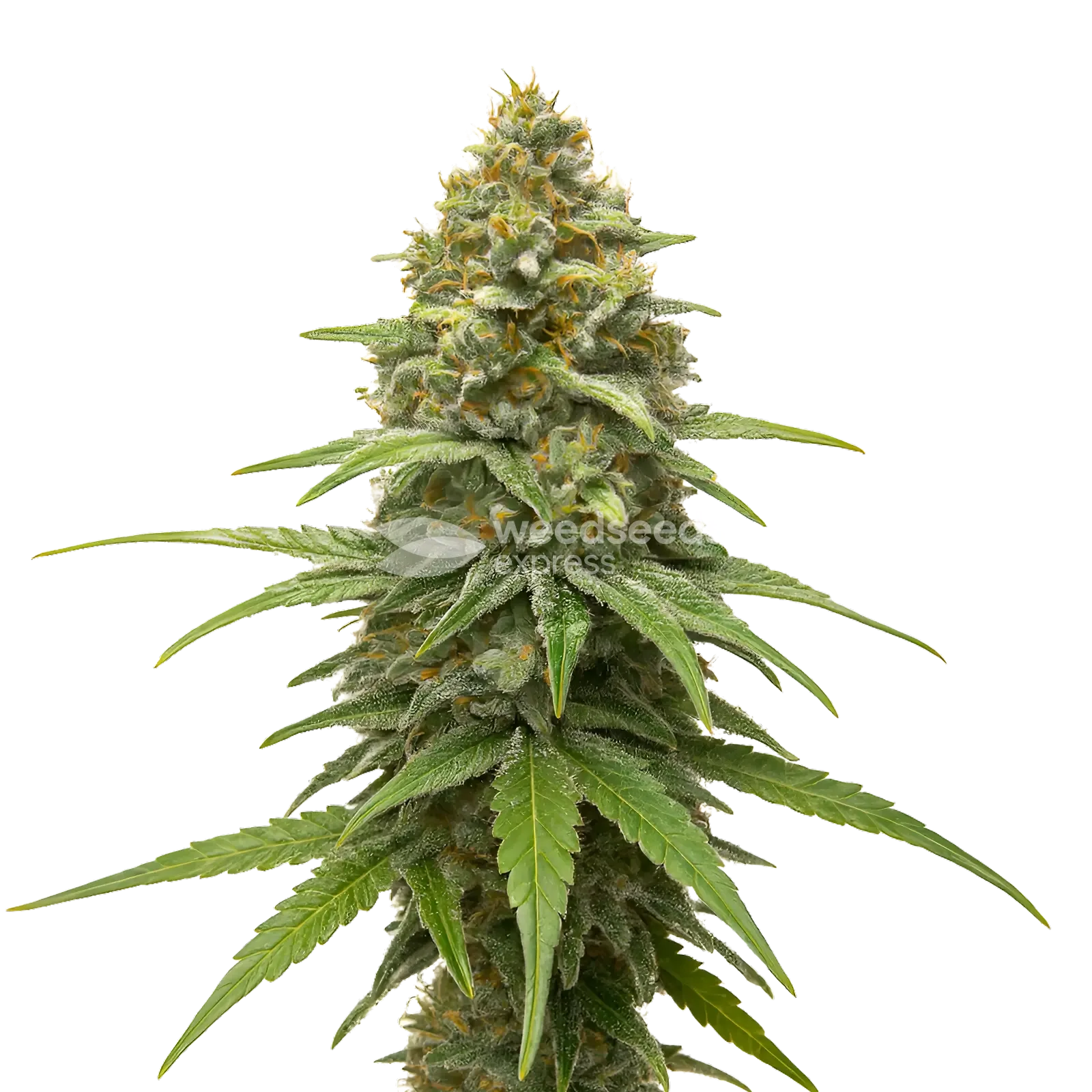 Plante de cannabis Skunk #1