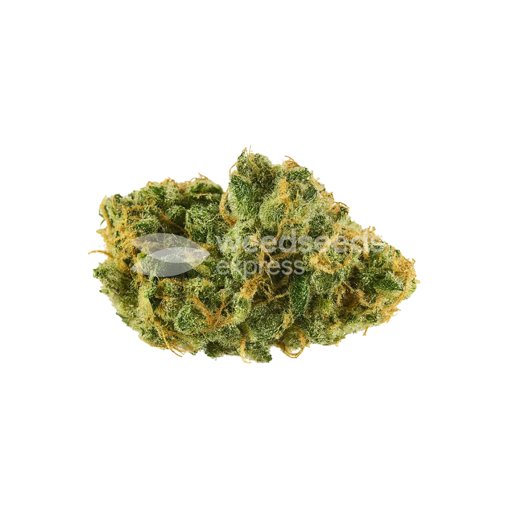 Bud de Skywalker OG Auto