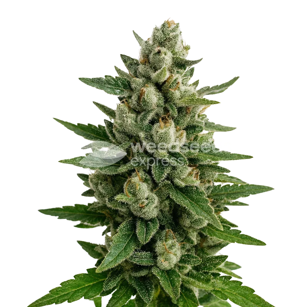 Plante de Skywalker OG Auto
