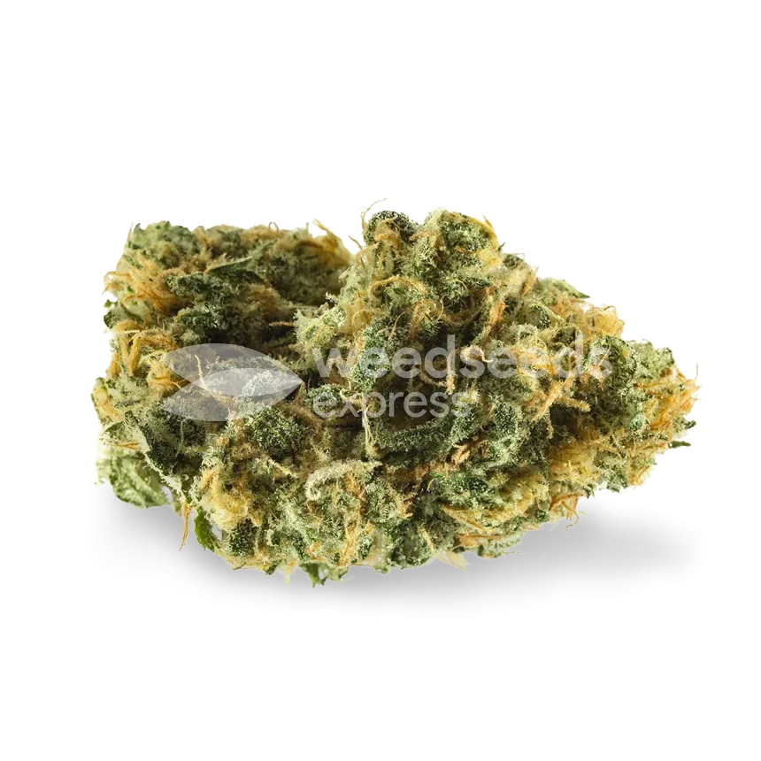 Skywalker OG Bud