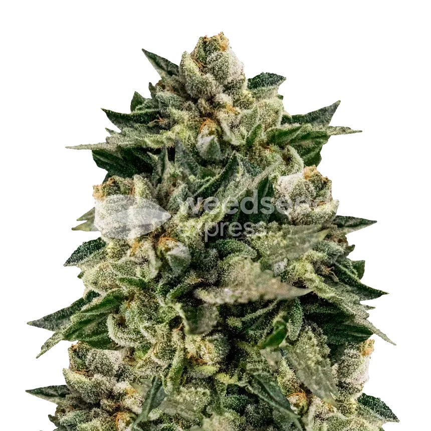 Skywalker OG Plant