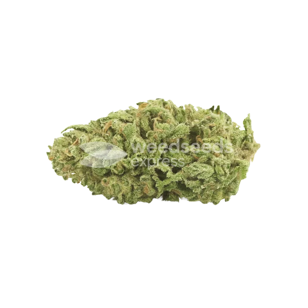 Bud de Sleepy Joe OG Auto