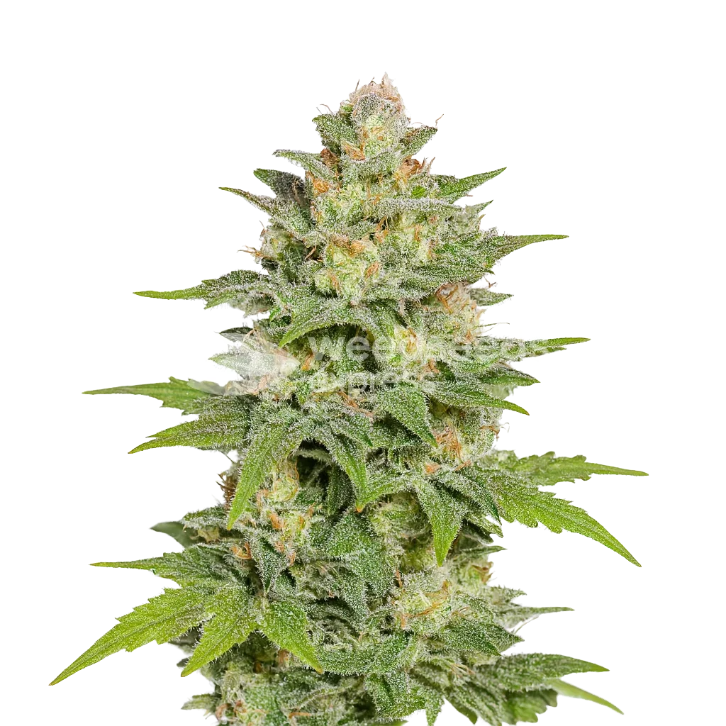 Plante de Sleepy Joe OG Auto
