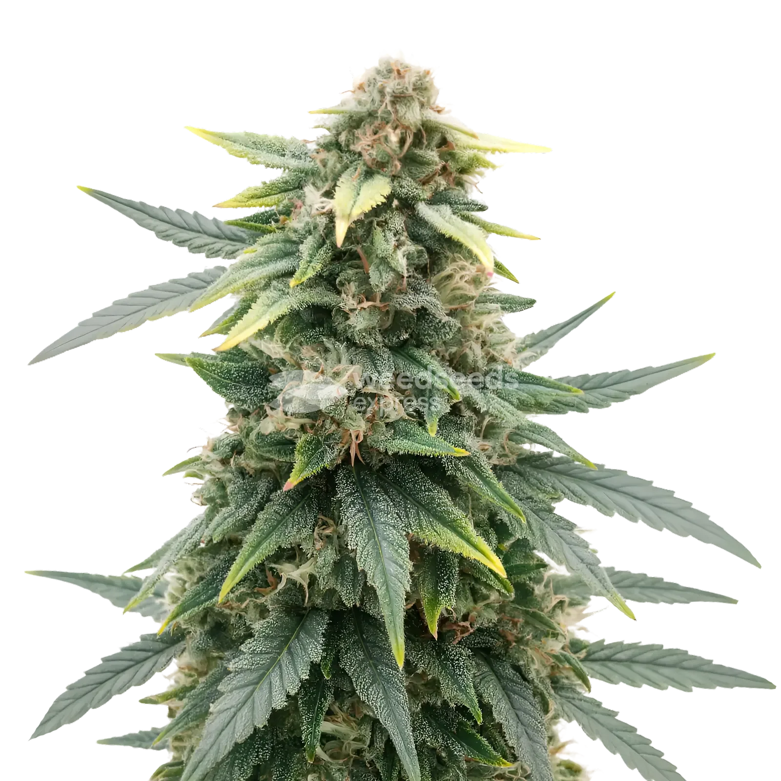 Plante de cannabis Slurricane