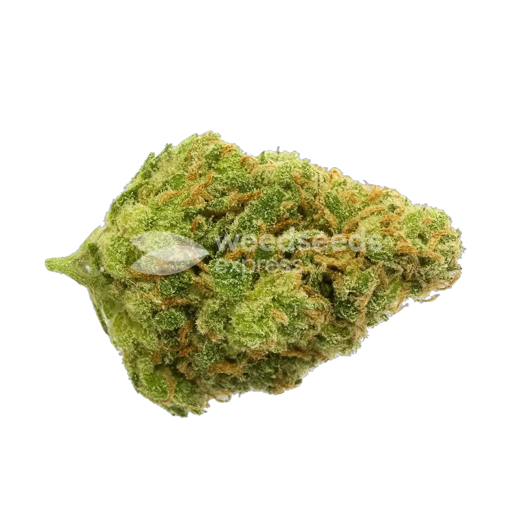 Snoop Dogg OG Bud