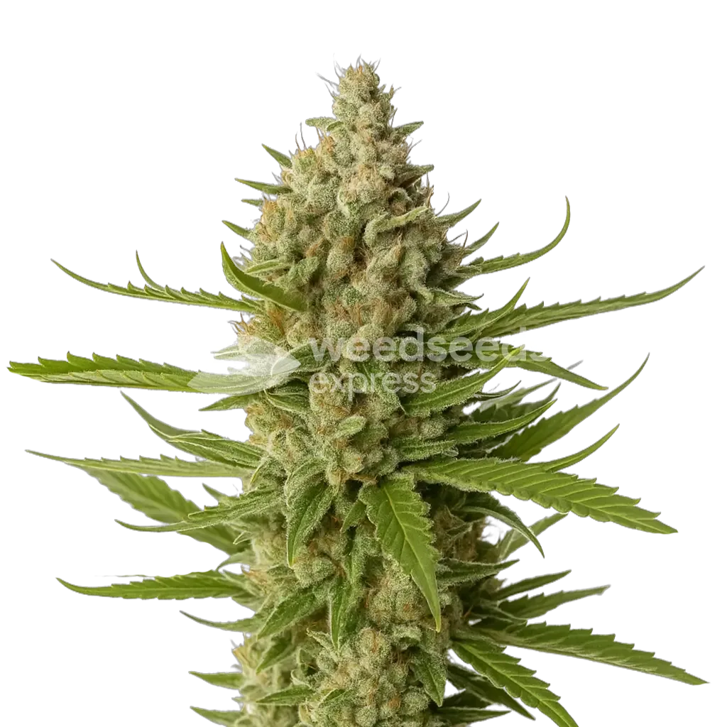 Snoop Dogg OG Plante