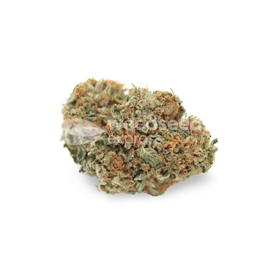 Snow White bud