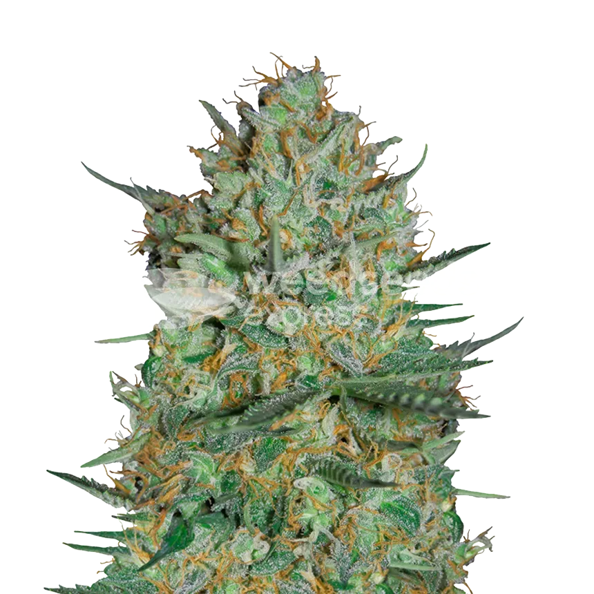 Snow White plant