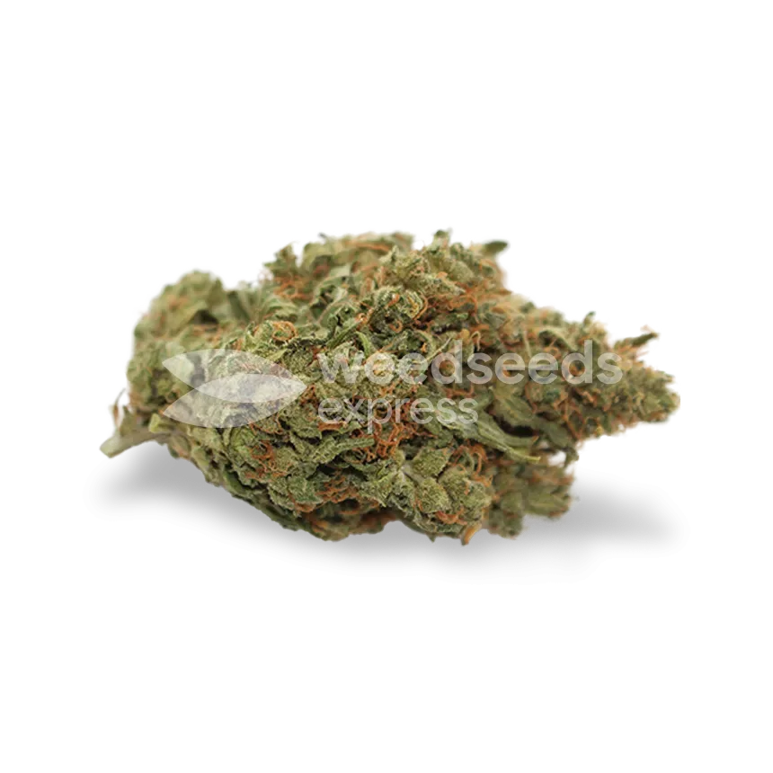Somango XXL Bud