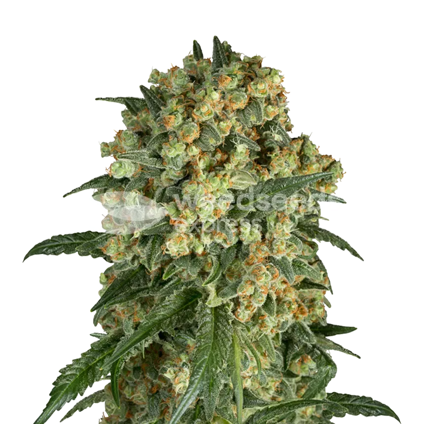 Somango XXL Plant