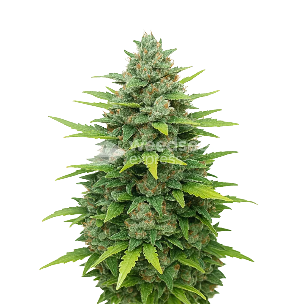 Plante de Sour Diesel Auto