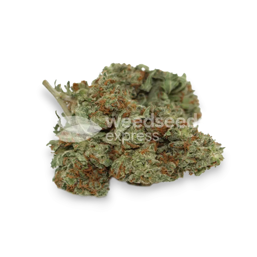 Sour Diesel bud