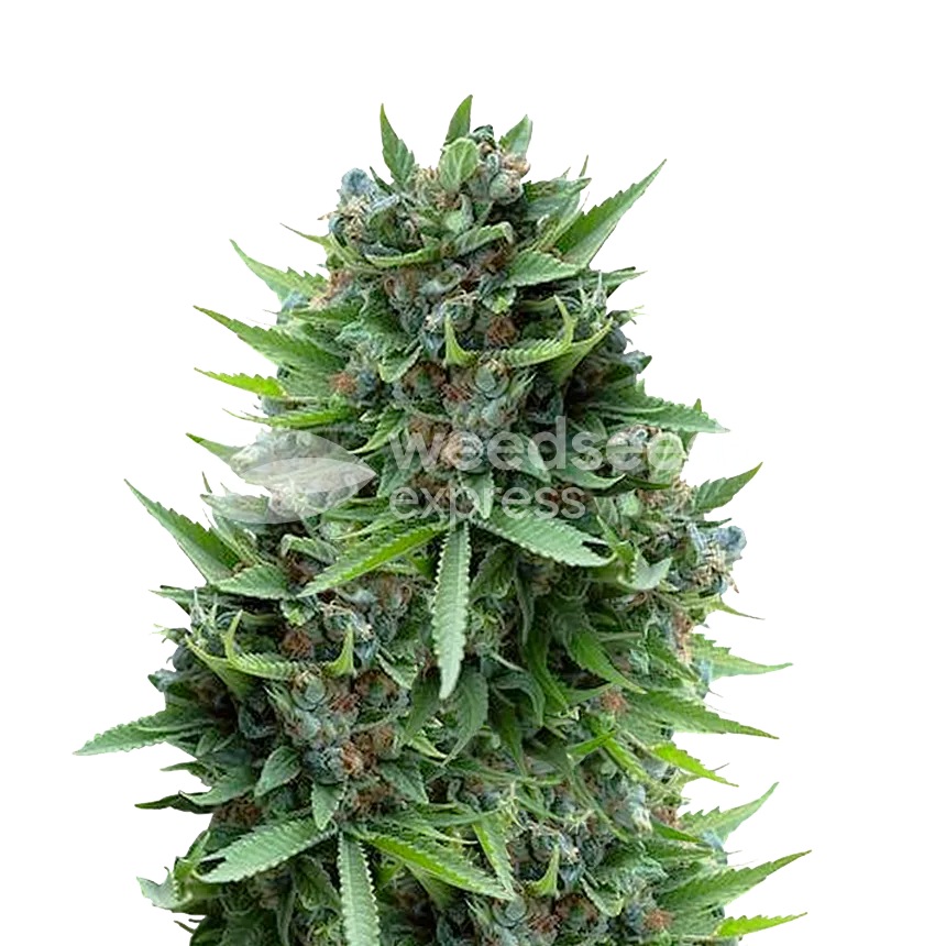 Plante de cannabis Sour Diesel