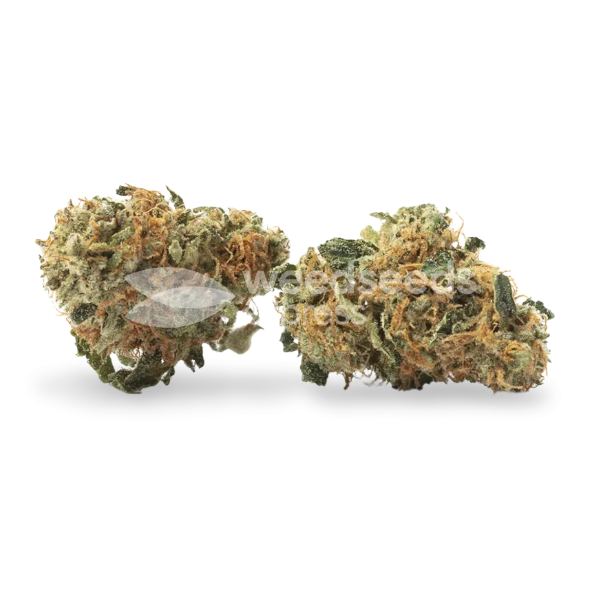 Sour Tsunami CBD bud